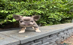French Bulldog dogs for sale: Cocoa/fawn Fluffy frenchie girl  - Image 3