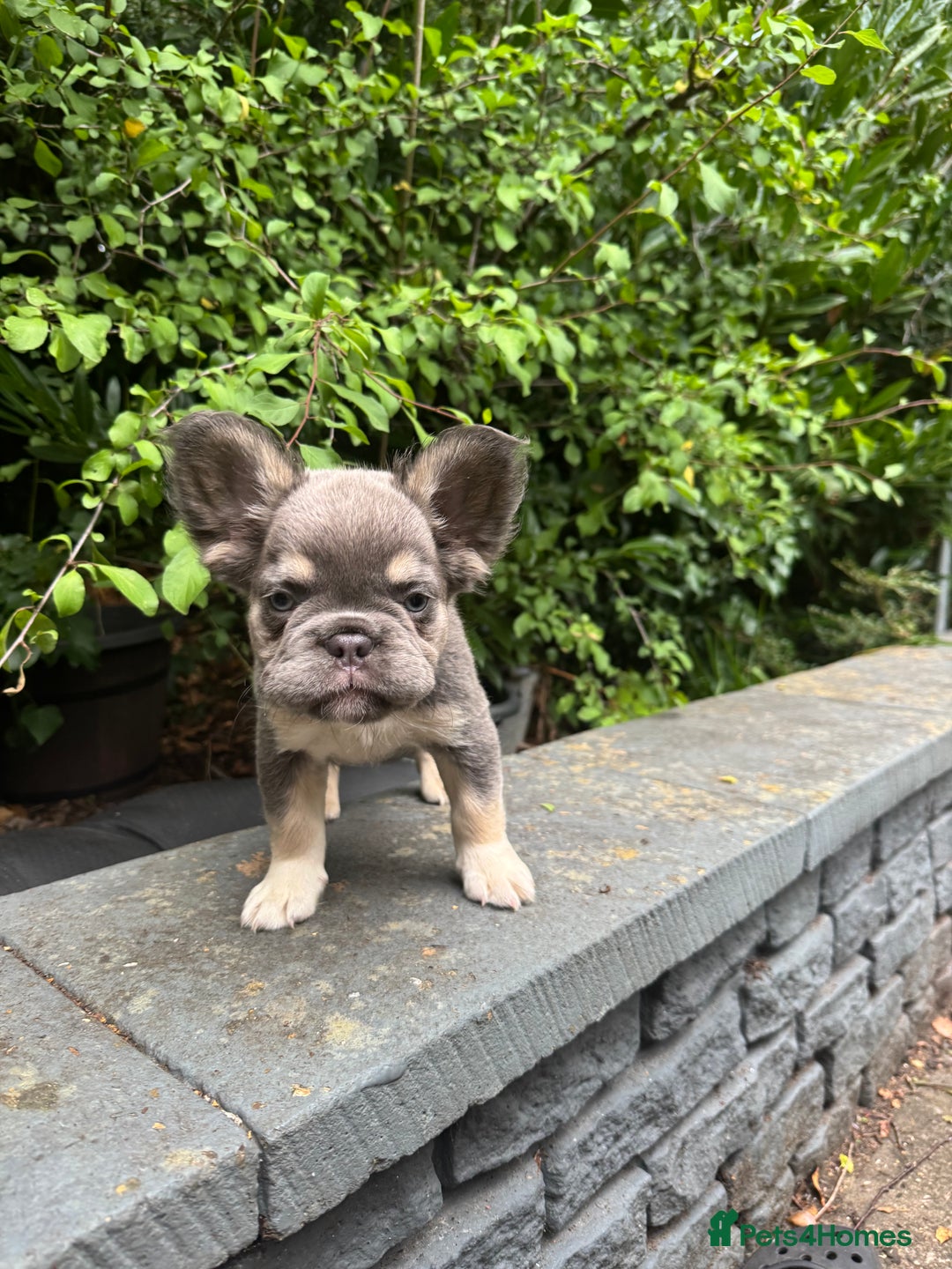 French Bulldog dogs for sale: Cocoa/fawn Fluffy frenchie girl  - Image 3