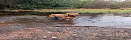 Cocker Spaniel dogs for sale: Cocker Spaniel (Ruby - 2 Years Old) - Advert 2