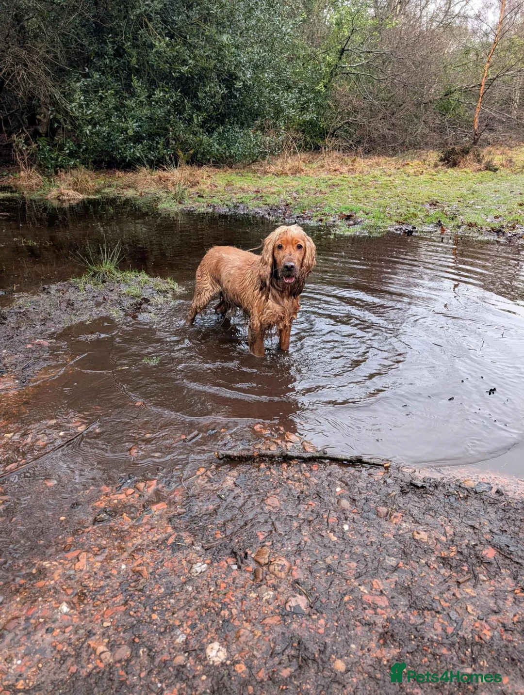 Cocker Spaniel dogs for sale: Cocker Spaniel (Ruby - 2 Years Old) - Advert 2