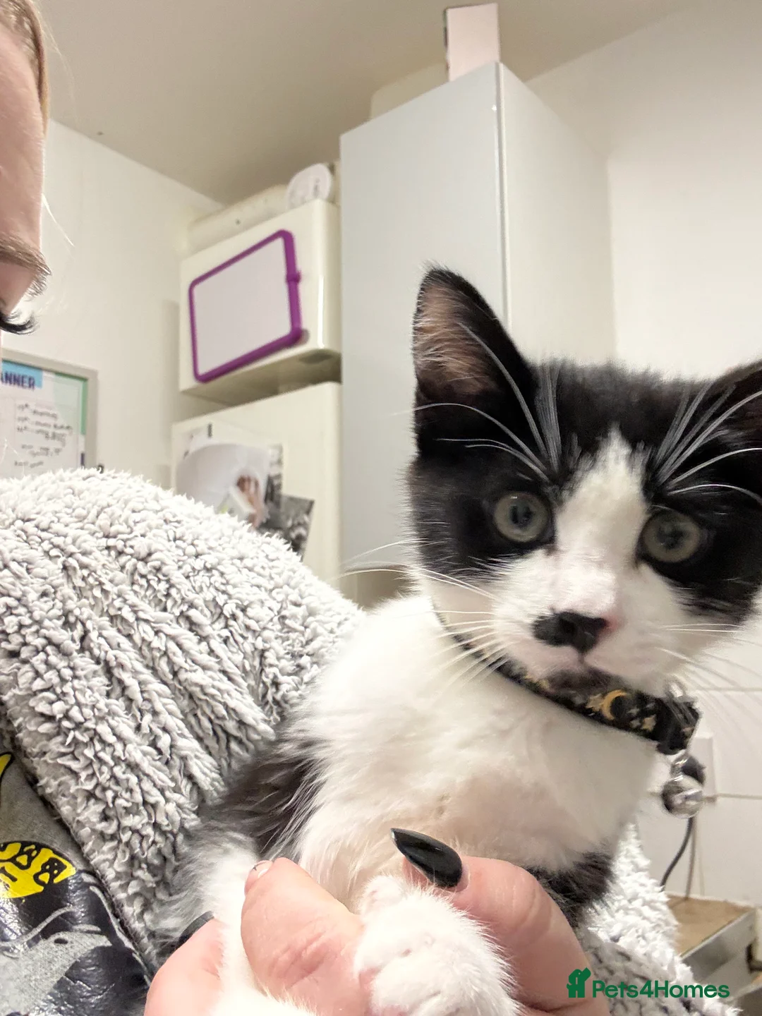 Mixed Breed cats for sale: My Milo - Advert 2