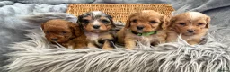 Cavapoo dogs for sale: EXCEPTIONAL EXTENSIVELY HEALTH TESTED BABIES - Advert 1
