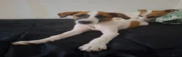 Mixed Breed dogs for sale: Jack russel whippet x golden doodle in Salisbury - Advert 2