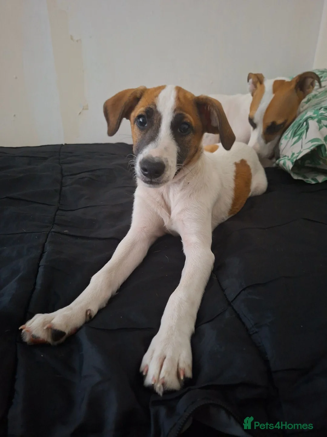 Mixed Breed dogs for sale: Jack russel whippet x golden doodle in Salisbury - Advert 2