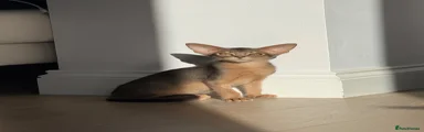 Abyssinian Kitten 4