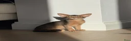 Abyssinian cats for sale:     Gorgeous kittens from champion parents 😽 - Advert 20