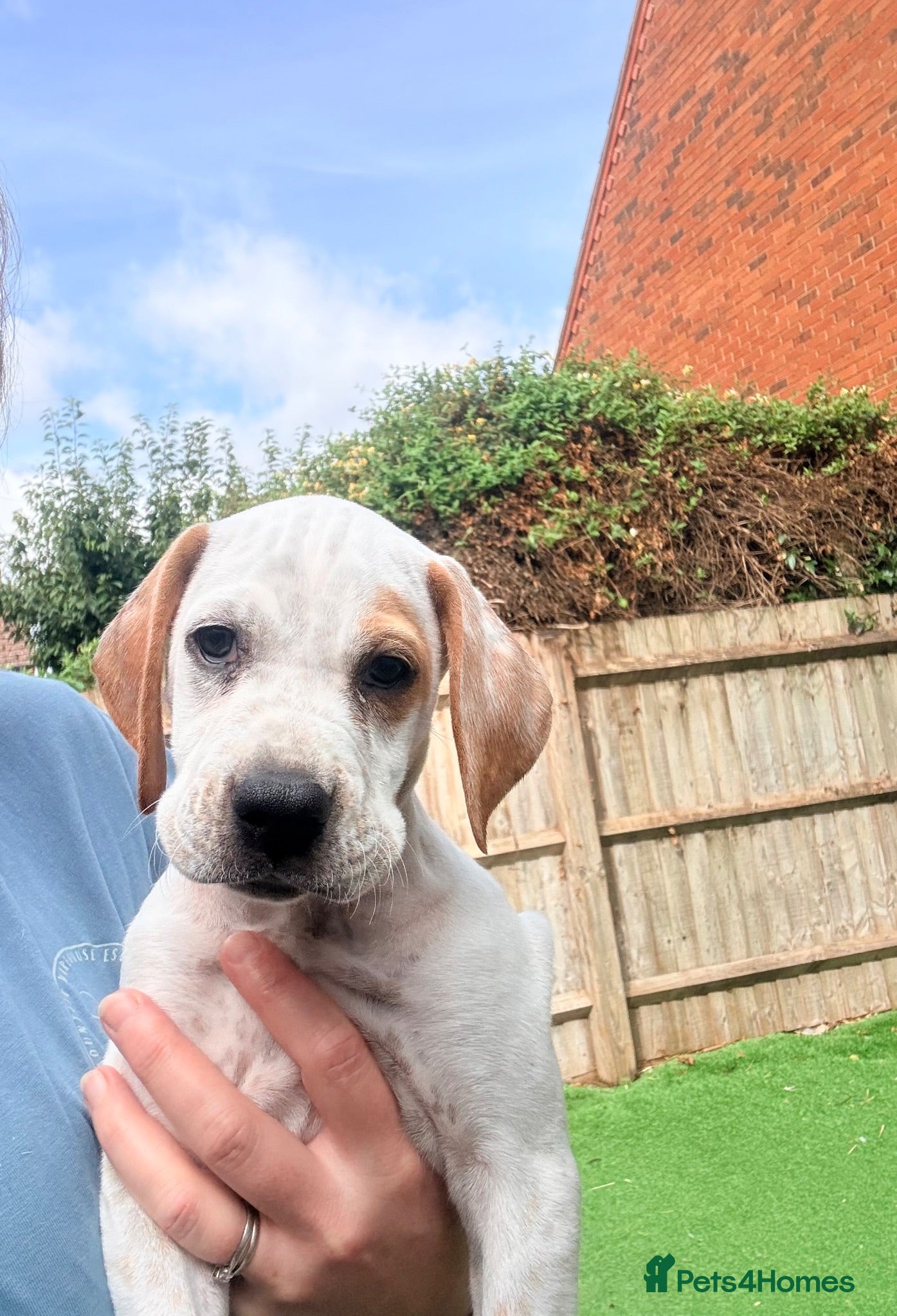 Pointer dogs Last gorgeous little boy looking for his new home - Advert 3