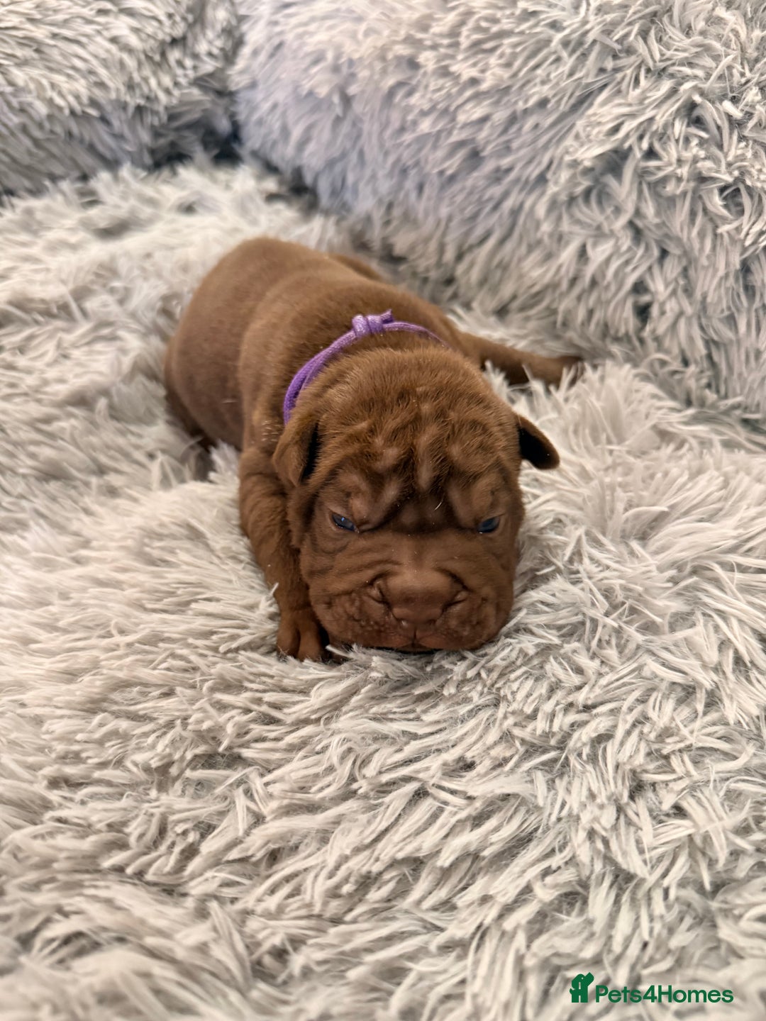 Mixed Breed dogs for sale: Gawjuss Bullpei Puppies 🐶 - Advert 32