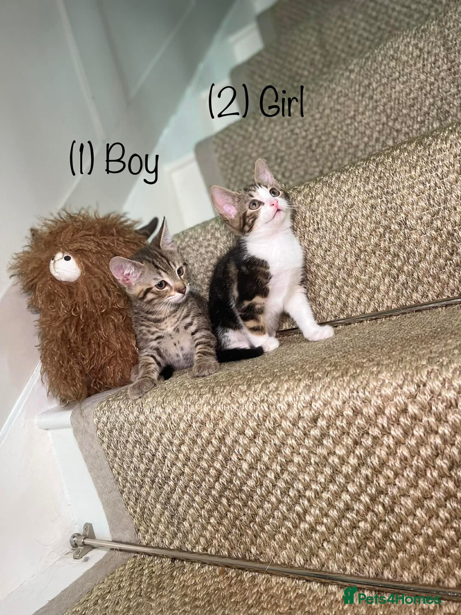 Mixed Breed cats 5 Tabby kittens Available now  - Advert 1