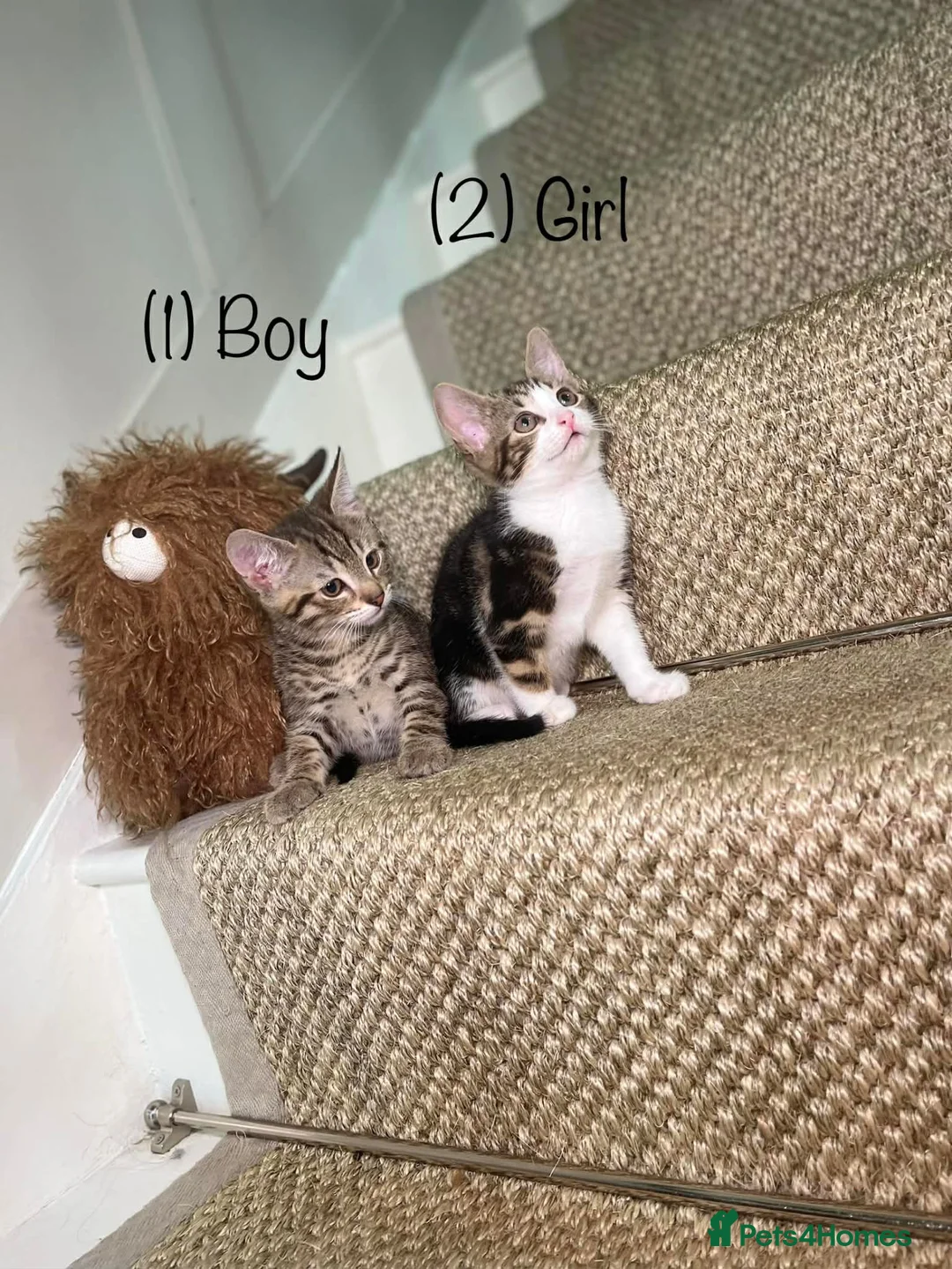 Mixed Breed cats for sale: 5 Tabby kittens Available now  in Feltham - Advert 1