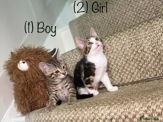 Mixed Breed cats 5 Tabby kittens Available now - Advert 1