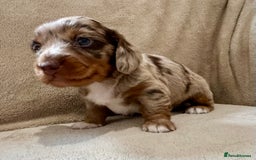 Miniature Dachshund dogs for sale: Stunning Kc Reg Long Hair Mini Dachshund puppies  - Image 21