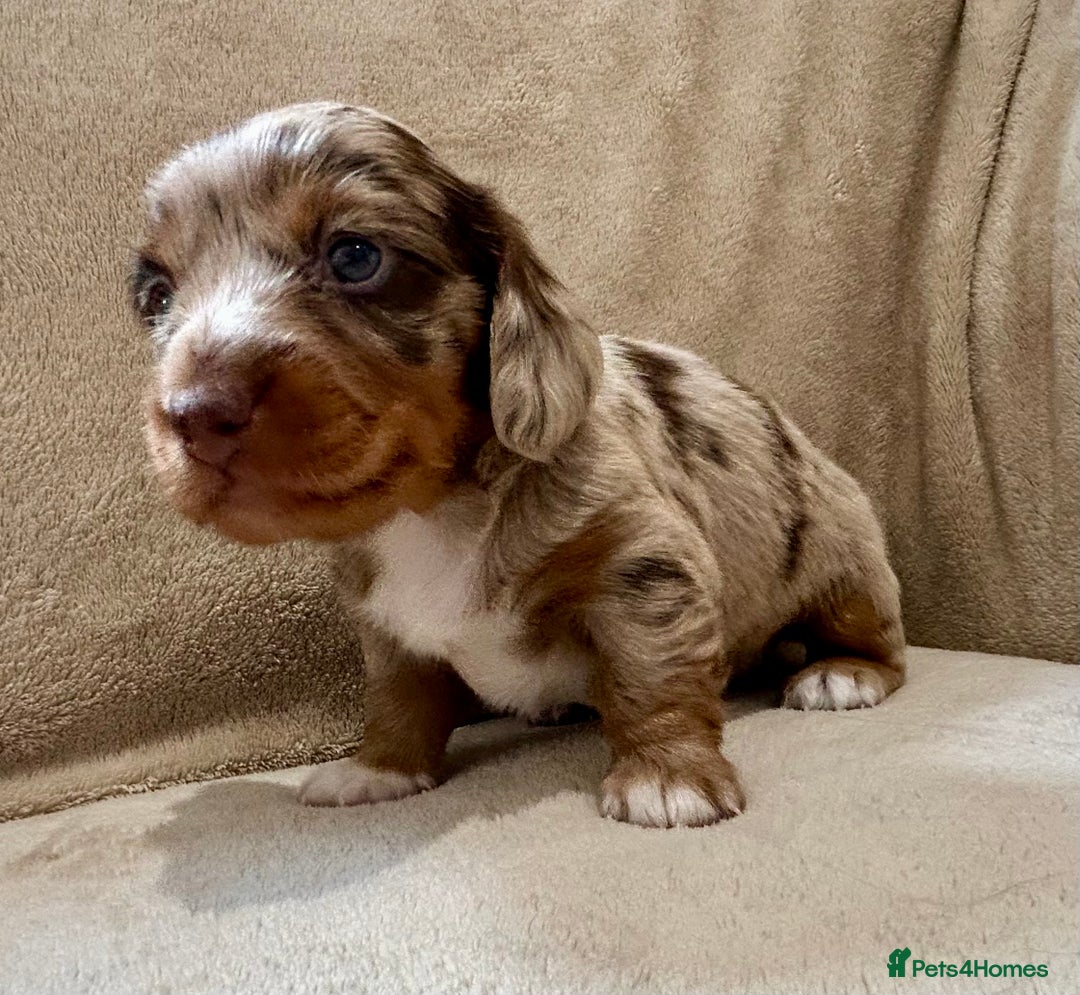 Miniature Dachshund dogs for sale: Stunning Kc Reg Long Hair Mini Dachshund puppies  - Image 21