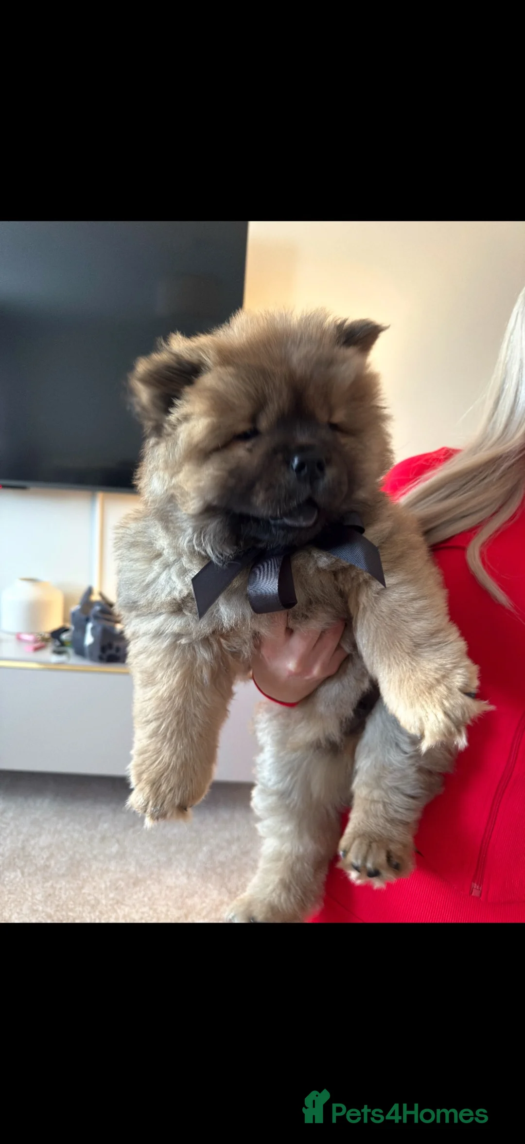 Chow Chow dogs for stud: Proven male chow chow stud  - Advert 5
