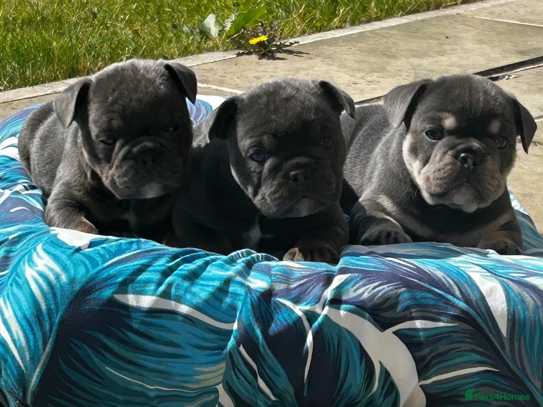 French Bulldog dogs Beautiful litter of French Bulldog Bulldog Puppies - Advert 2