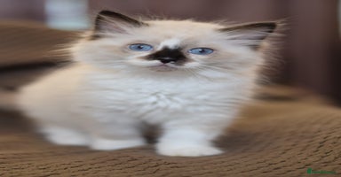 Ragdoll cats - Advert 4