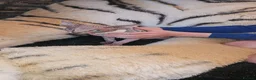 Sphynx cats for sale: Sphynx kittens - Advert 1