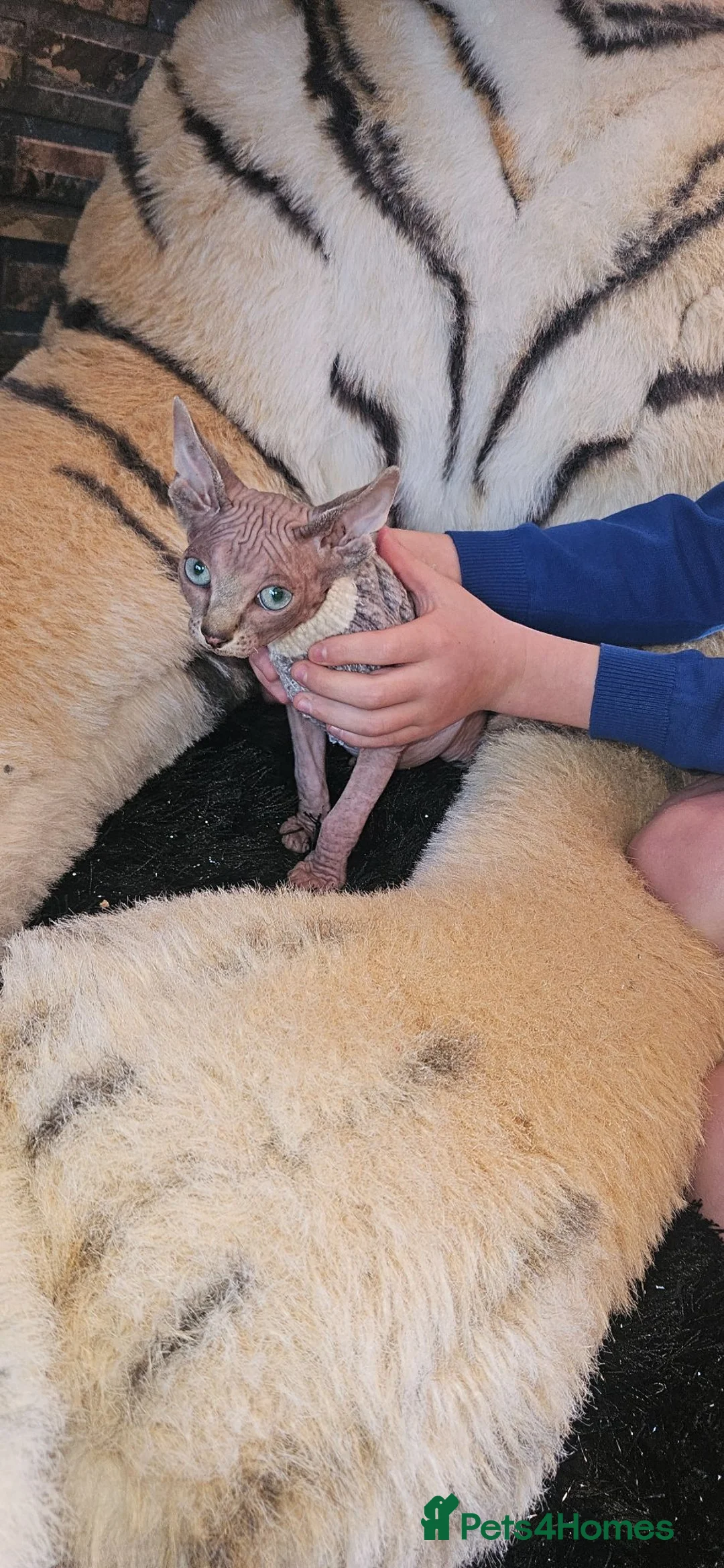 Sphynx cats for sale: Sphynx kittens - Advert 1