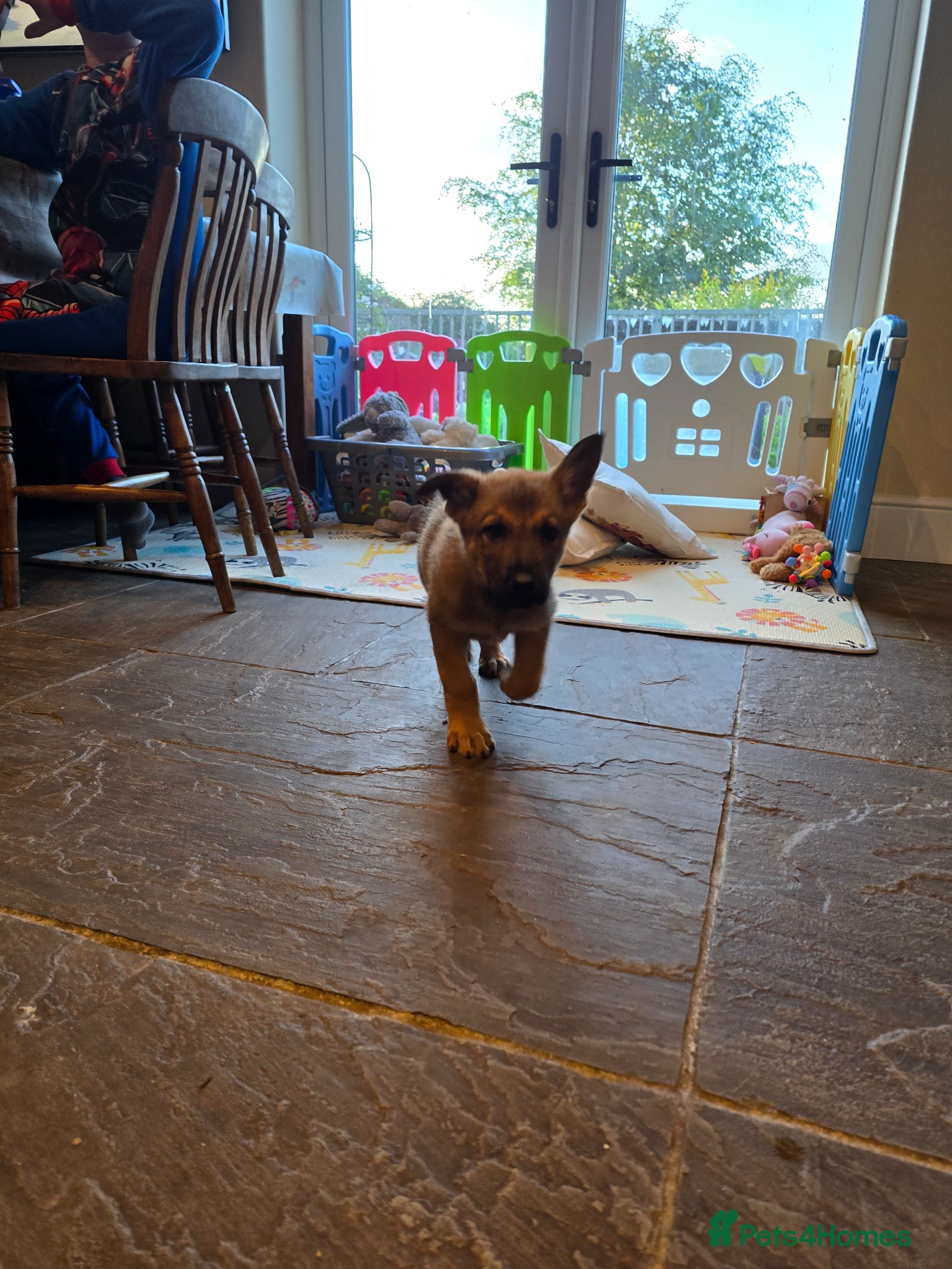 German Shepherd dogs for sale: Shepherd puppy available  - Advert 6