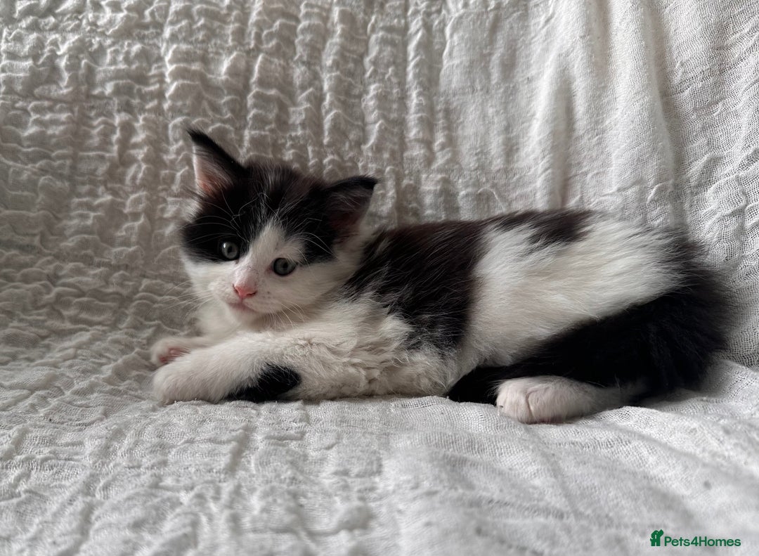 Maine Coon cats for sale: GORGEOUS MAINE COON KITTENS - Image 28