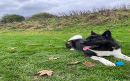 Mixed Breed dogs for sale: Akita German Shepherd for rehoming  - Image 3