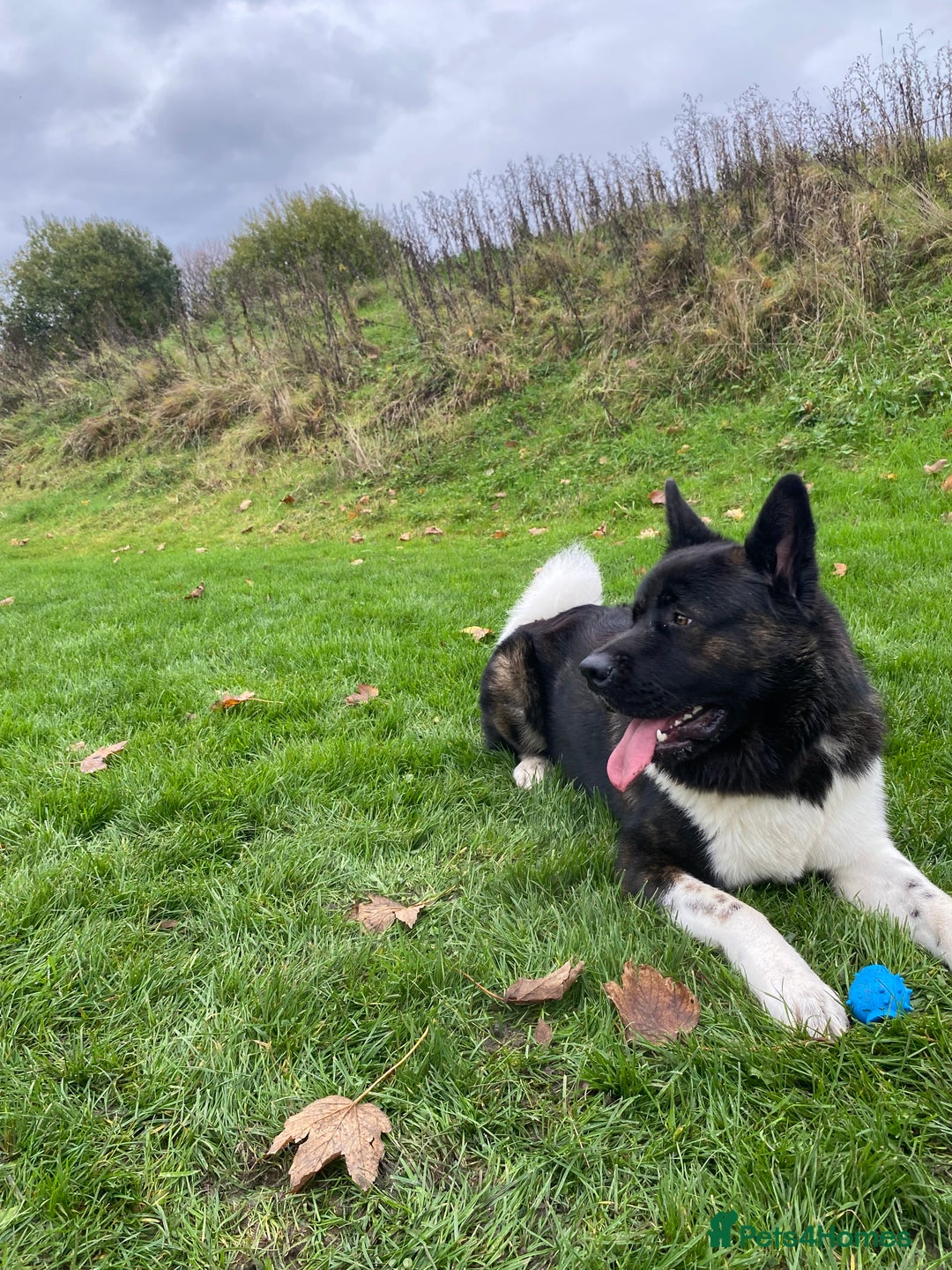 Mixed Breed dogs for sale: Akita German Shepherd for rehoming  - Image 3