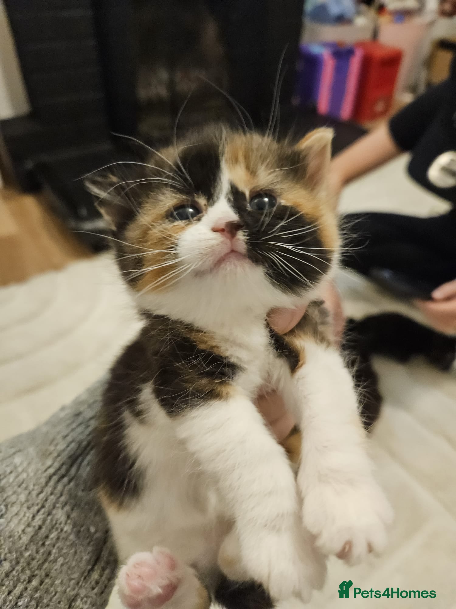 Mixed Breed cats 2 beautiful black white ginger kittens  - Advert 1