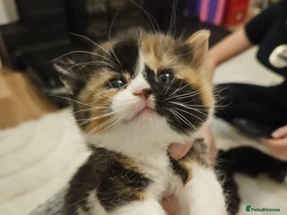 Mixed Breed cats 2 beautiful black white ginger kittens - Advert 1