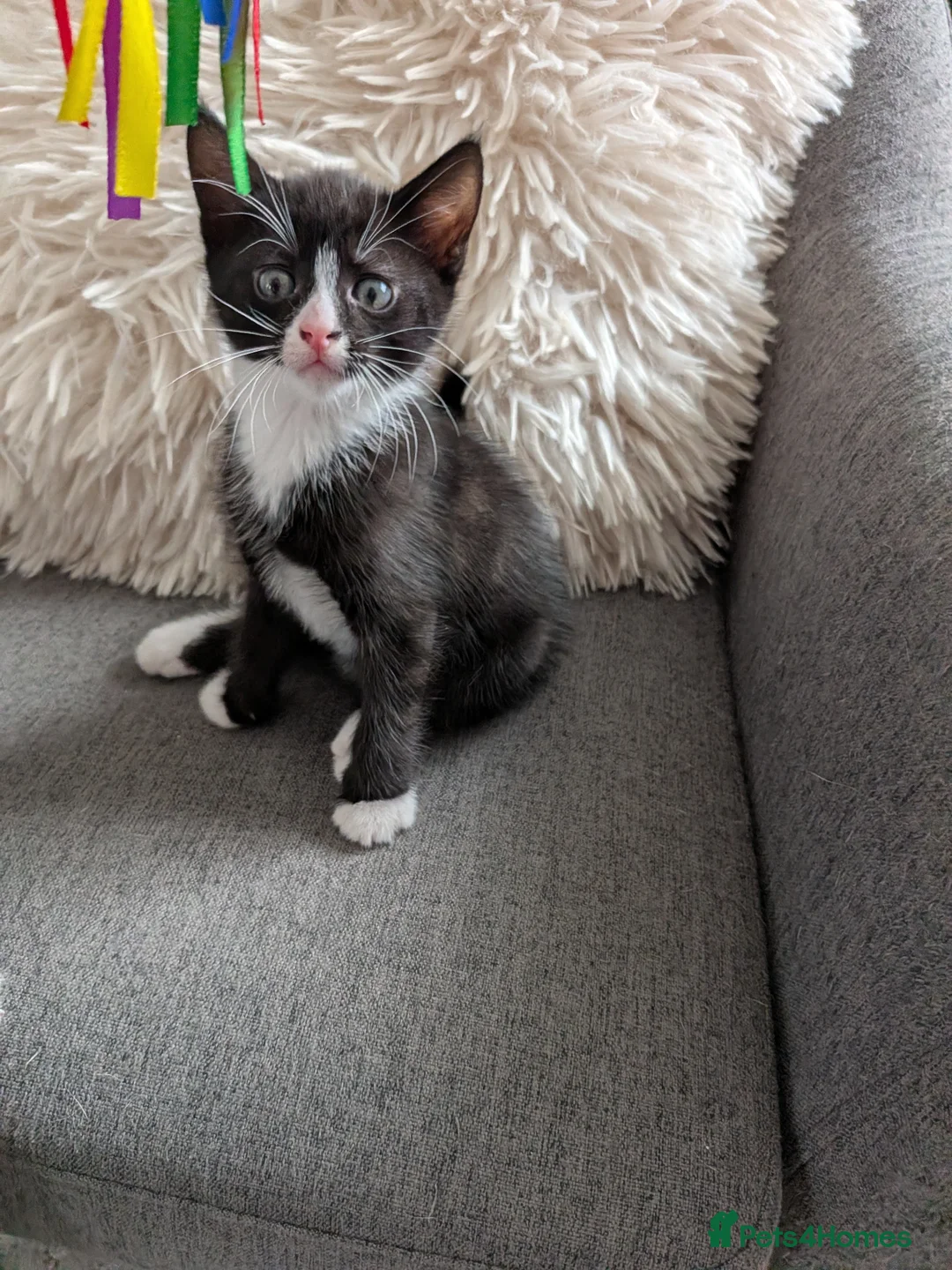 Domestic Shorthair cats for sale: Sweethearts ❤️ - Advert 1