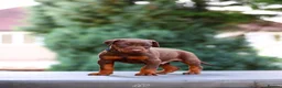 Dobermann dogs for stud: As featured on Animal Watch!🇷🇸 European doberman in Birmingham - Advert 7