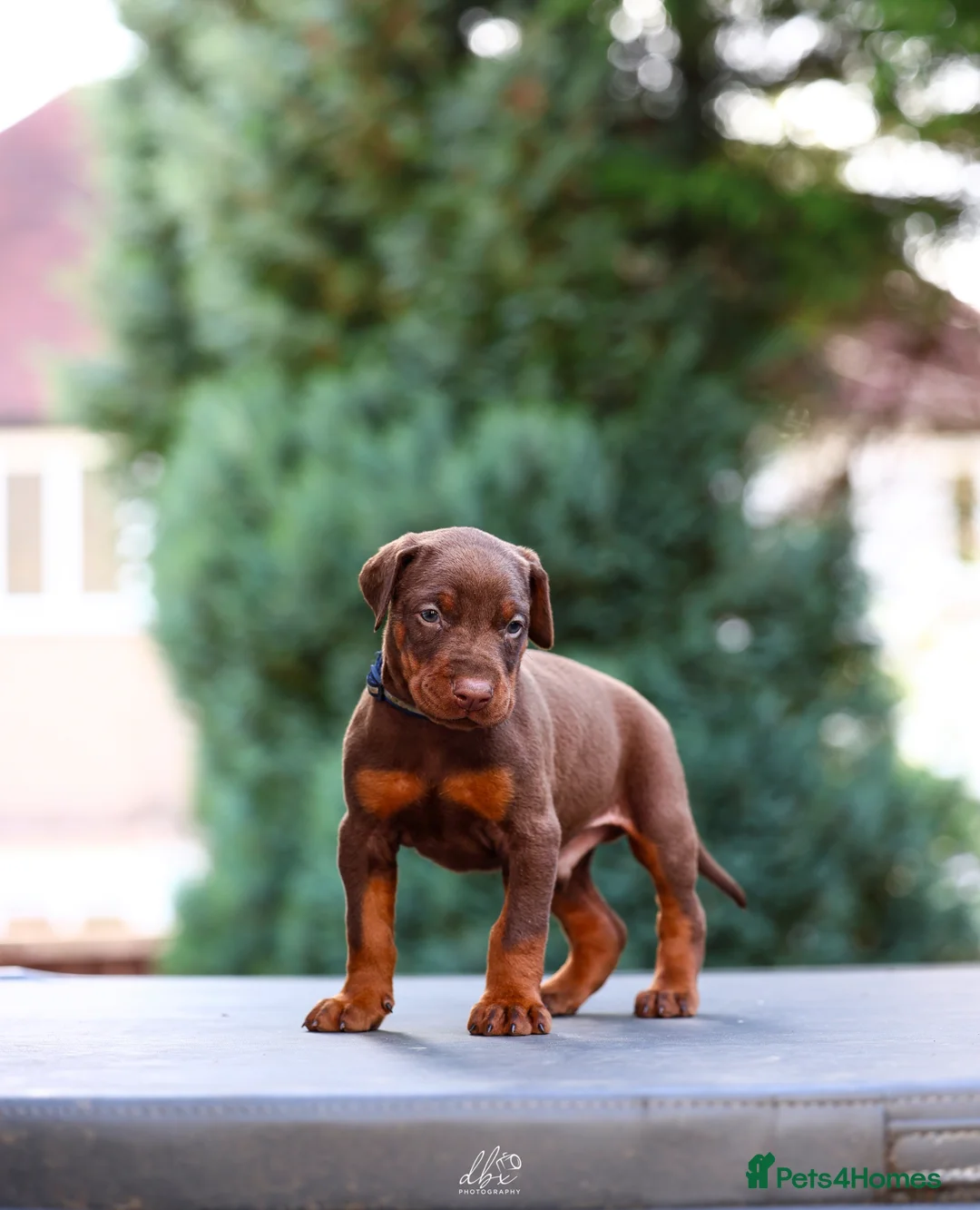 Dobermann dogs for stud: As featured on Animal Watch!🇷🇸 European doberman in Birmingham - Advert 7