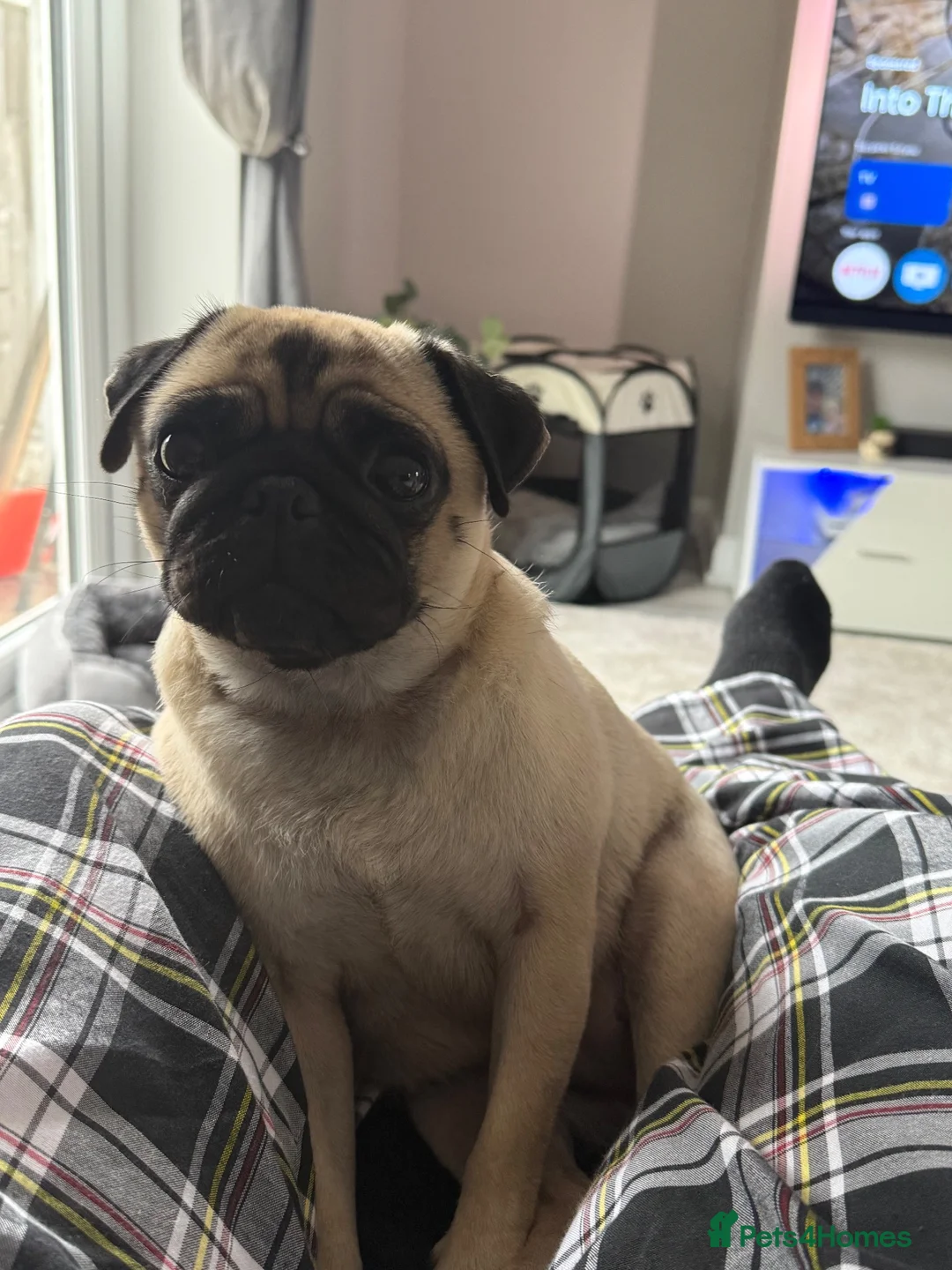 Pug dogs for sale: Pearl - Advert 10