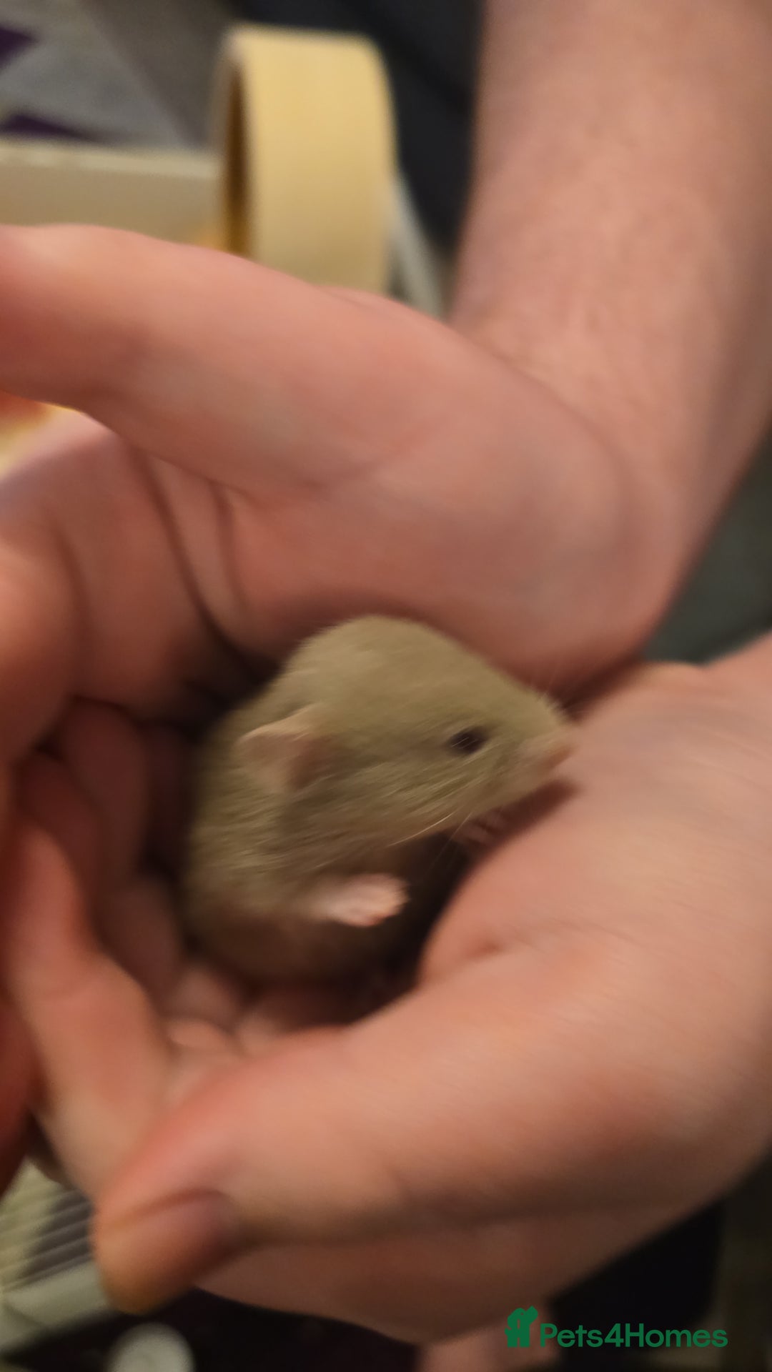 Hamster rodents for sale: Baby syrian hamsters  - Image 17