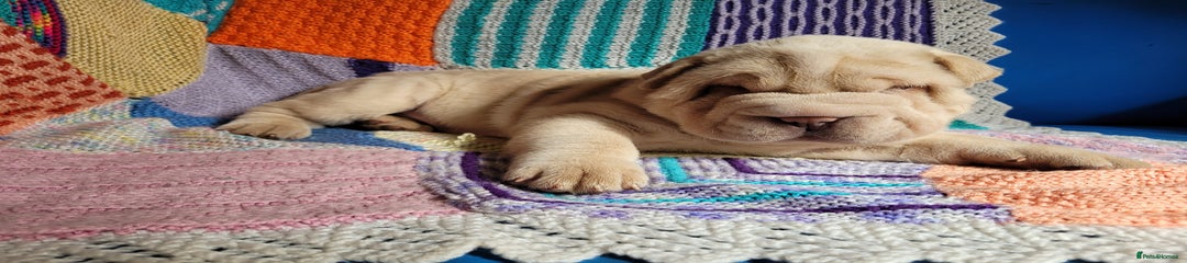 Cooper
