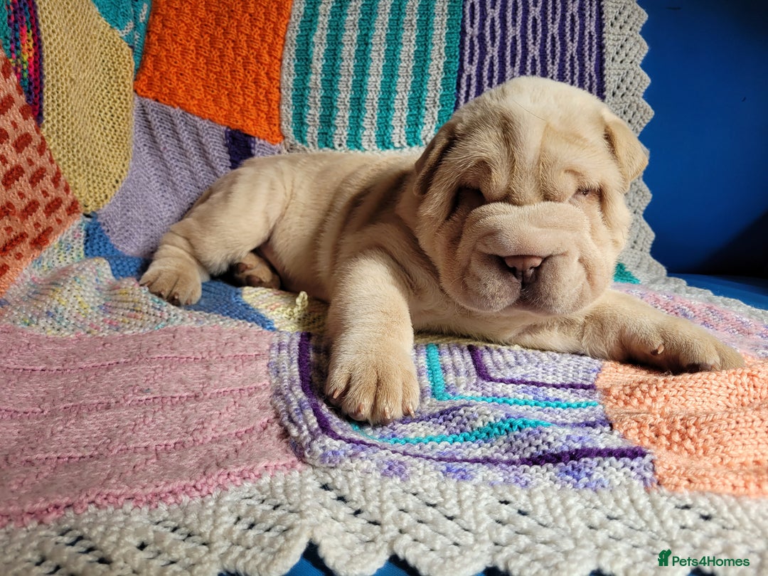 Shar Pei dogs for sale: Shar Pei Puppies - Ready 04/09/25 - Image 3