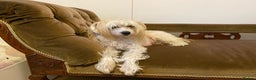 Chinese Crested dogs for sale: Chinese Crested puppies - Advert 29