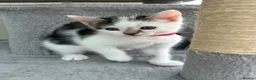 Mixed Breed cats for sale: Mixed breed kittens  - Advert 25