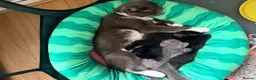 American Shorthair cats for sale: Cute black and grey kittens  in Northampton - Advert 25