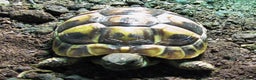 Hermann Tortoise reptiles for sale: Baby Hermann & Spur-thigh Tortoises for sale - Advert 3