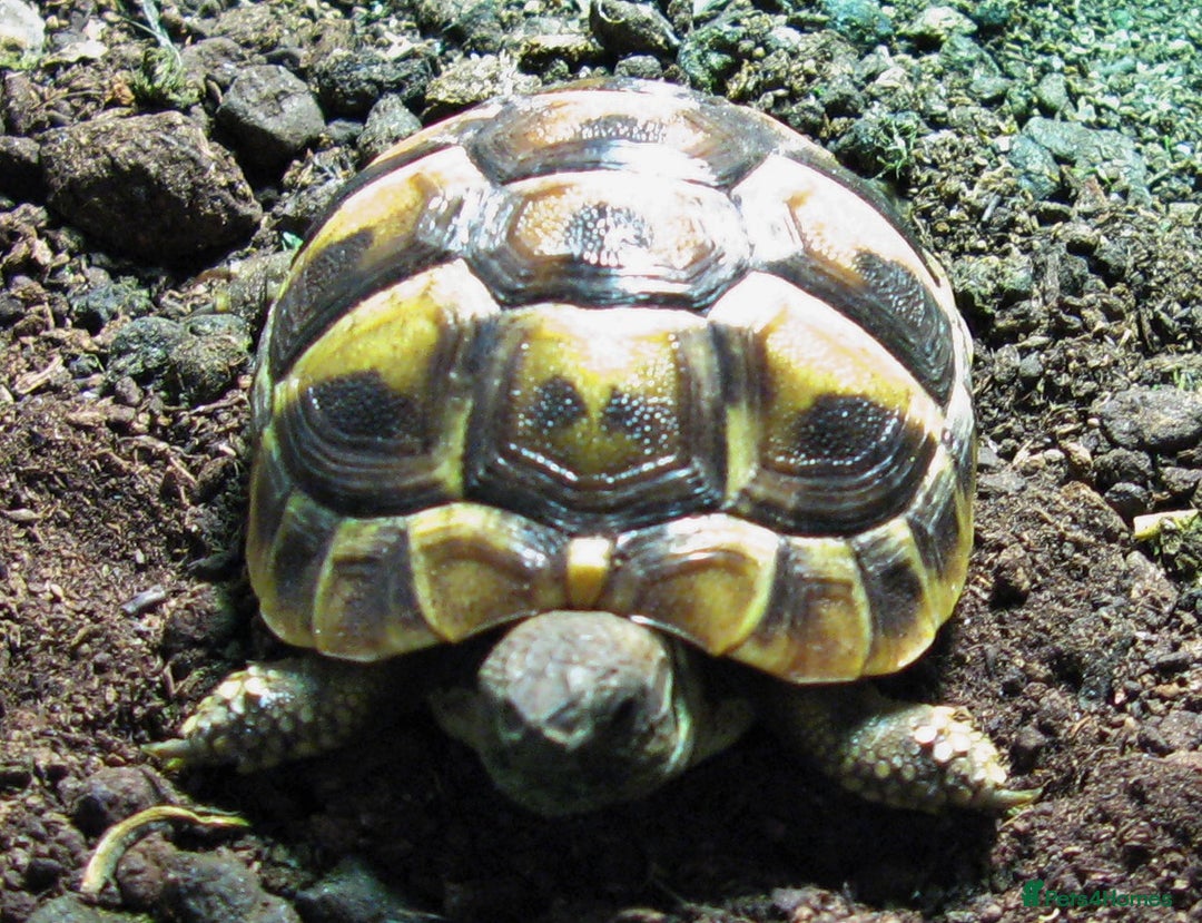 Hermann Tortoise reptiles for sale: Baby Hermann & Spur-thigh Tortoises for sale - Advert 3
