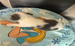 Jack Russell dogs for sale: Rare colouring Jack Russell’s 4 Male - Advert 9