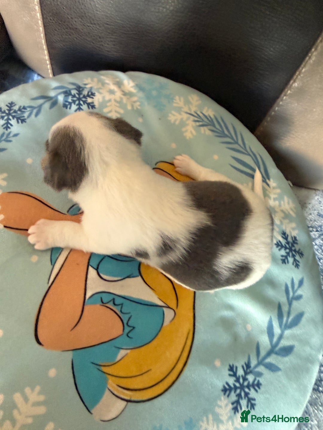 Jack Russell dogs for sale: Rare colouring Jack Russell’s 4 Male - Advert 9