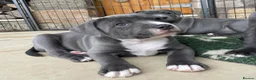 Staffordshire Bull Terrier dogs for sale: Outstanding Staffordshire Bull Terrier Puppies in Sheffield - Advert 8