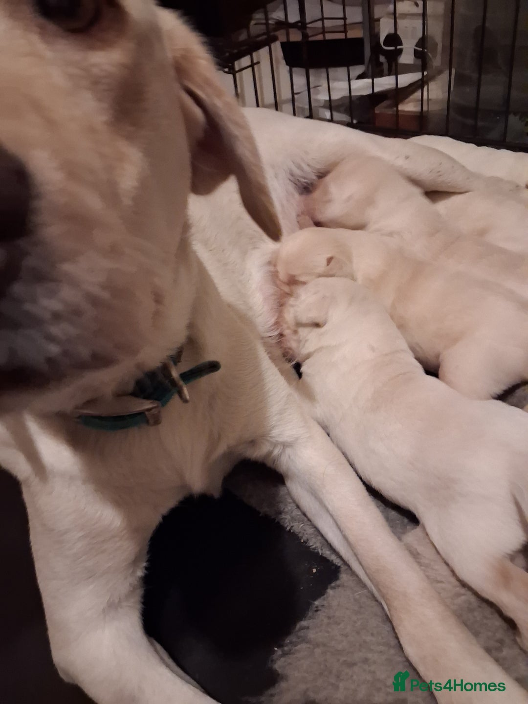 Labrador Retriever dogs for sale: **HEALTH TESTED ** Traditional labrador puppies - Advert 2