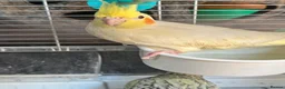Cockatiels birds for sale: Baby cockatiels ready to leave now  - Advert 10