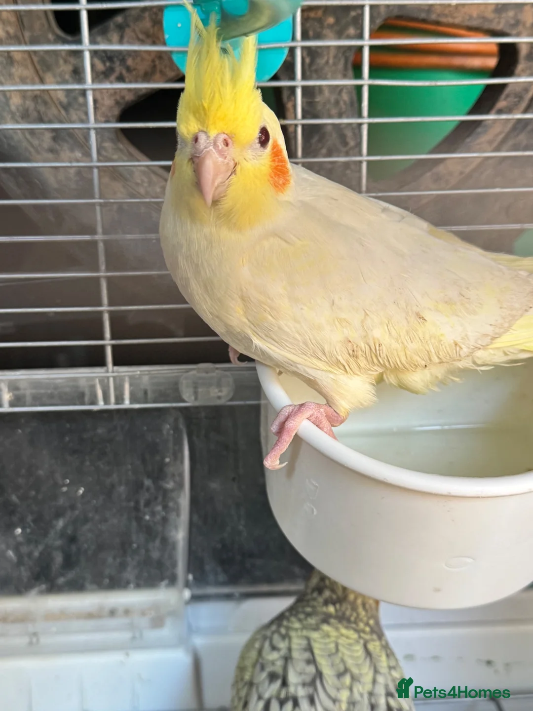 Cockatiels birds for sale: Baby cockatiels ready to leave now  - Advert 10