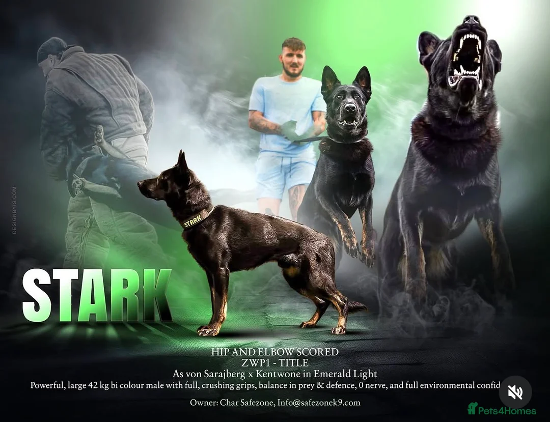 German Shepherd dogs for sale: Working Line GSD Puppies KC Registered  - Advert 3