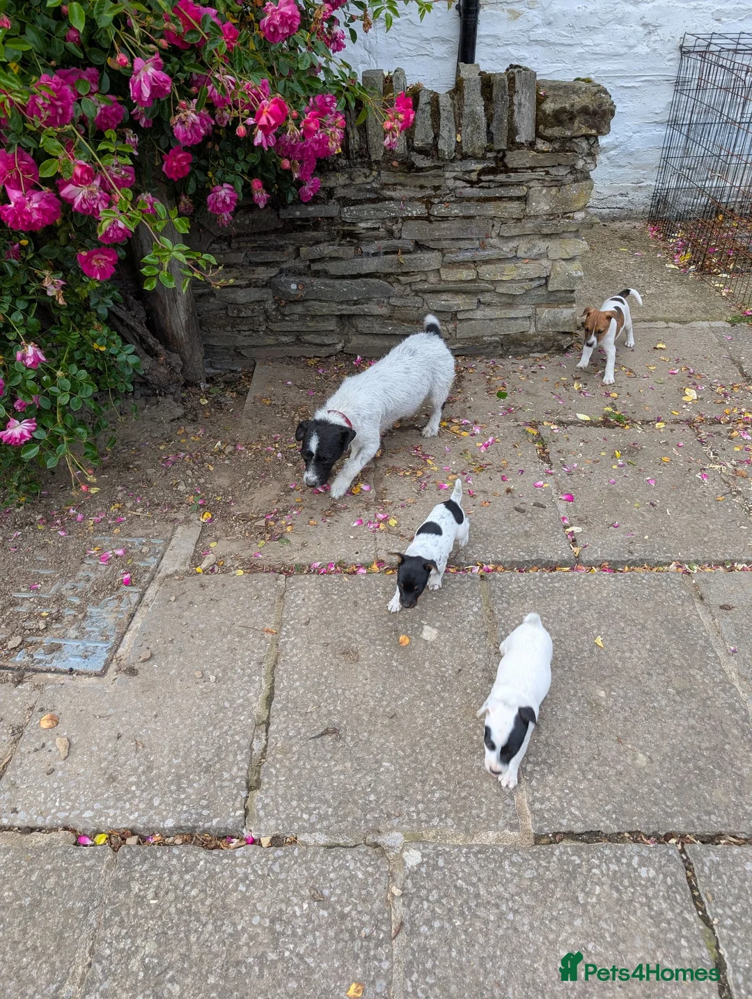 Jack Russell dogs for sale: Traditional type Jack Russell Pup.  - Advert 2