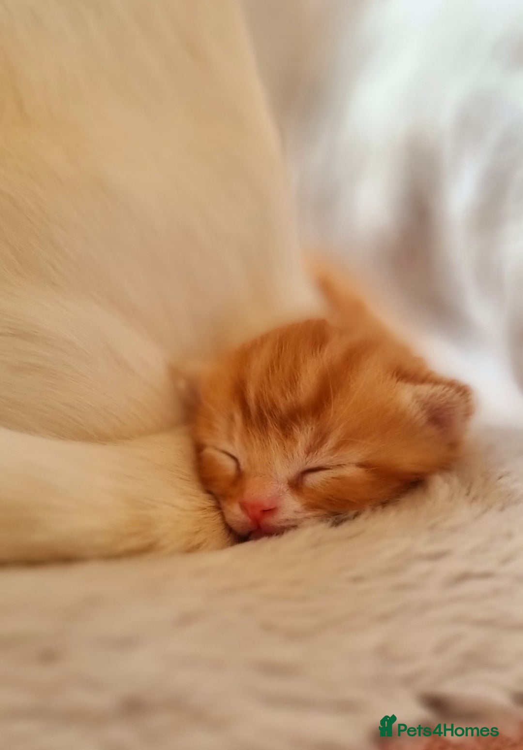 Turkish Angora cats for sale: Luxury Turkish Agora kittens for sale - Advert 7