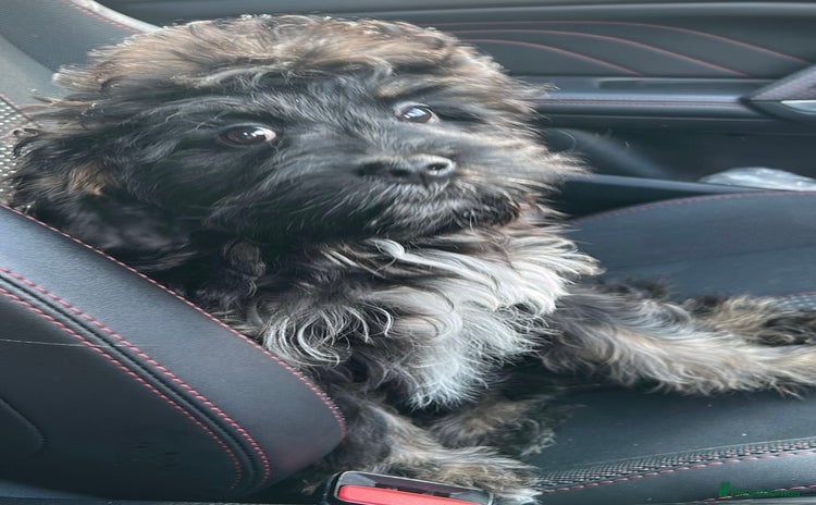 Cavapoo dogs - Advert 8